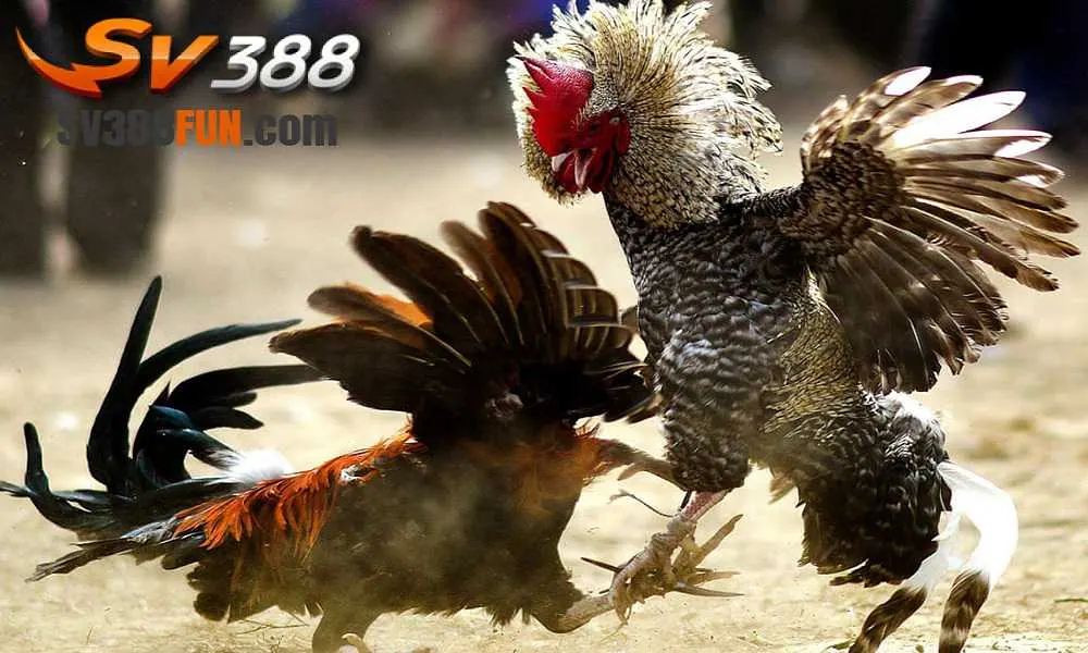 Hướng dẫn Banca - Đọc hướng dẫn theo tình huống tài khoản